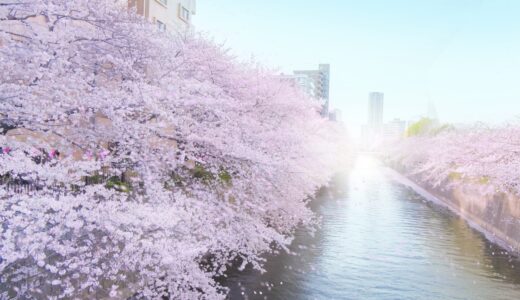 【2021年】目黒川桜の開花状況は？見頃は？アクセス方法も紹介！